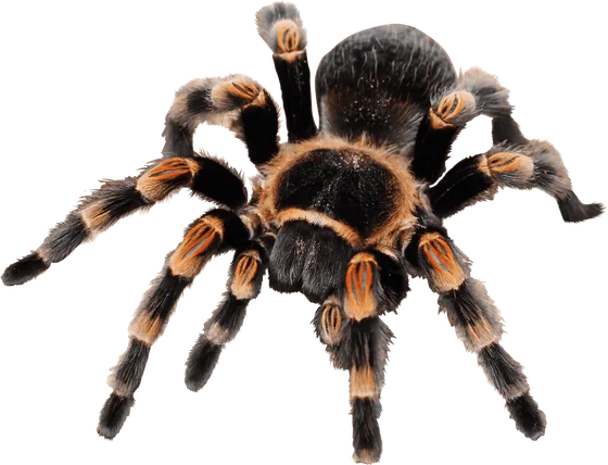 Aranha caranguejeira tarântula peçonhenta controle eliminação Iracema Ceará – Dedetizadora Iracema