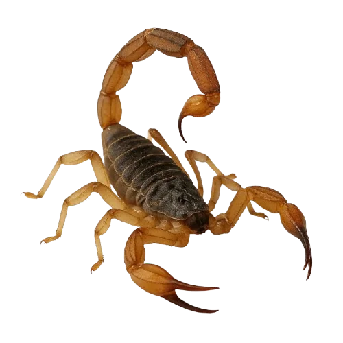 Escorpião amarelo Tityus serrulatus praga peçonhenta controle Iracema Ceará – Dedetizadora Iracema