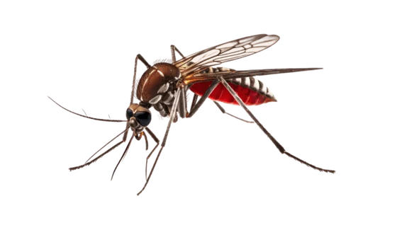 Mosquito aedes aegypti dengue zika controle desinsetização Iracema Ceará – Dedetizadora Iracema